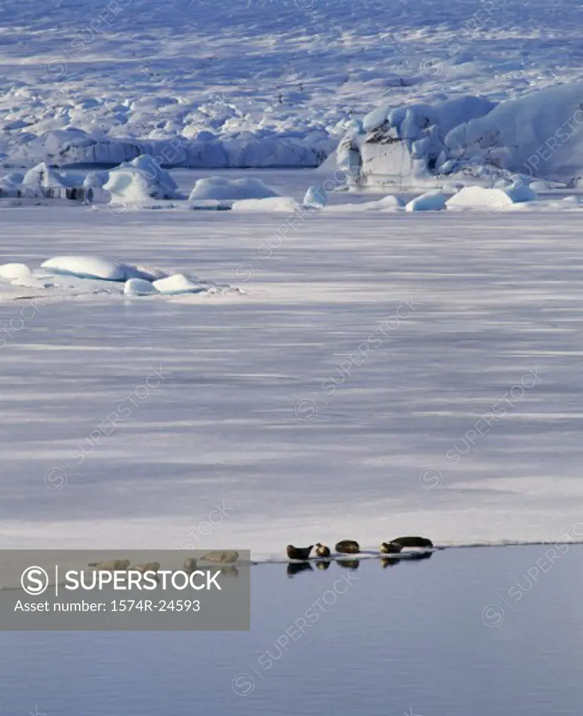 Seals Jokulsarlon Glacier Iceland