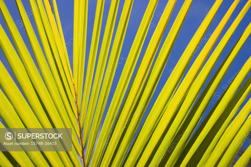 Close-up of a fan palm leaf, Papeete, Tahiti, French Polynesia