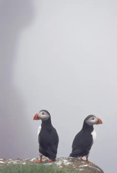 Close-up of two puffins on a rock, Iceland