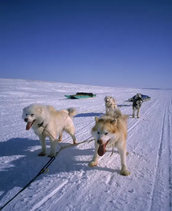 Huskies pulling a sled on a snow covered landscape, Cambridge Bay, Nunavut, Canada