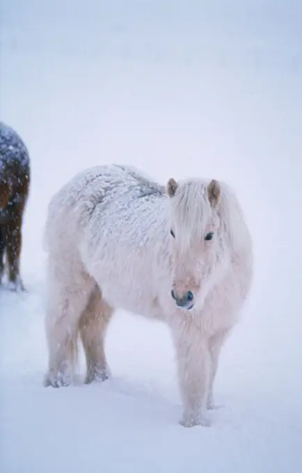 Icelandic horse standing in snow, Iceland