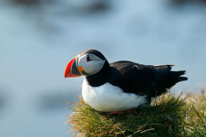 Close-up of a puffin on the grass, Iceland