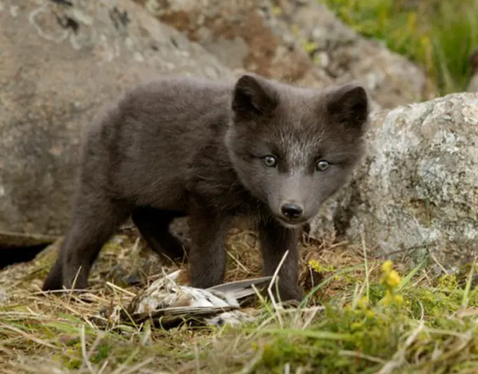 Close-up of an Arctic Fox pup standing on the grass, Iceland (Alopex lagopus)