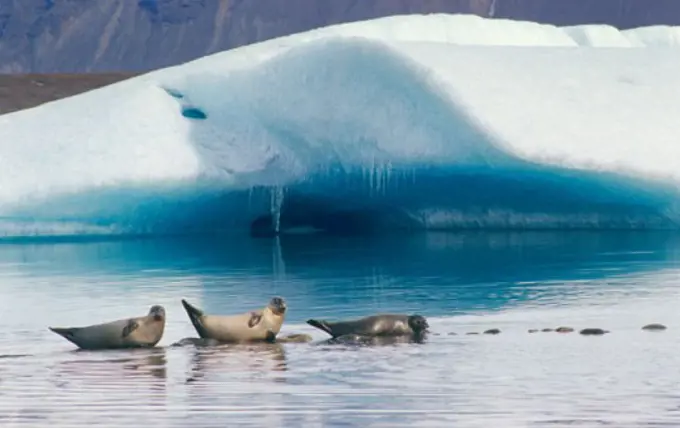 Three seals in water, Jokulsarlon, Iceland