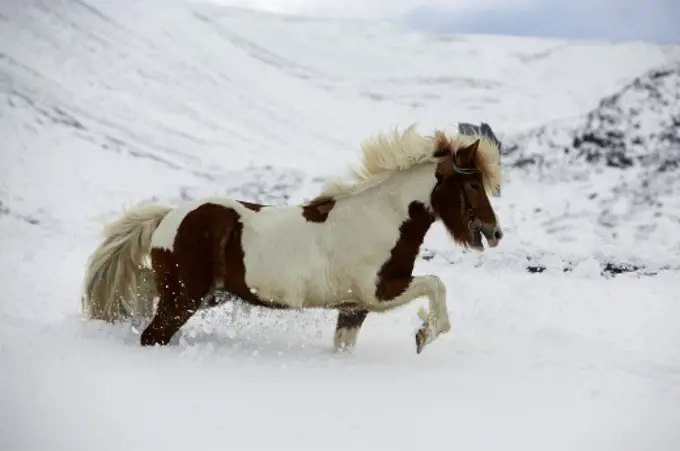 Icelandic Horse Blafjoll Mountain Iceland