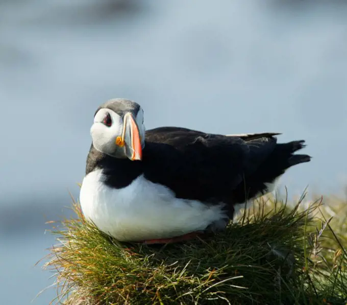 Atlantic Puffin Iceland