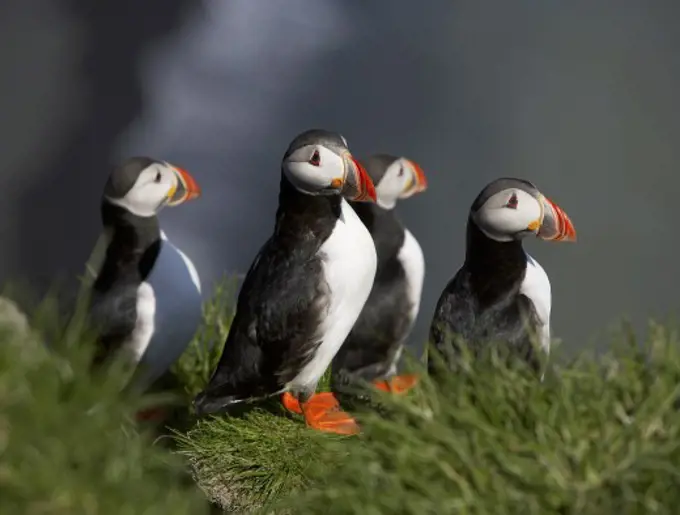 Atlantic Puffins Iceland