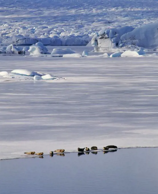 Seals Jokulsarlon Glacier Iceland