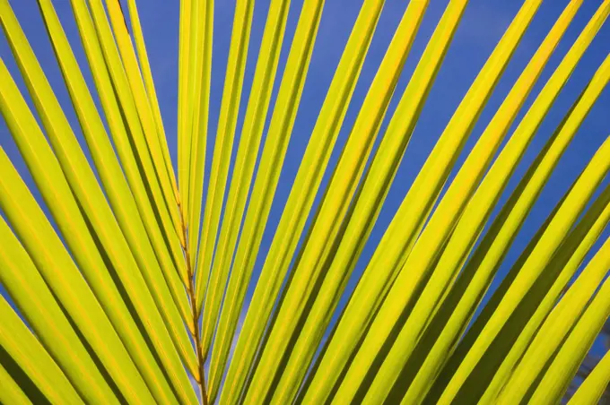 Close-up of a fan palm leaf, Papeete, Tahiti, French Polynesia