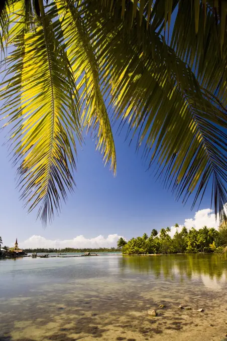 Palm tree on the beach, Huahine Island, Tahiti, French Polynesia