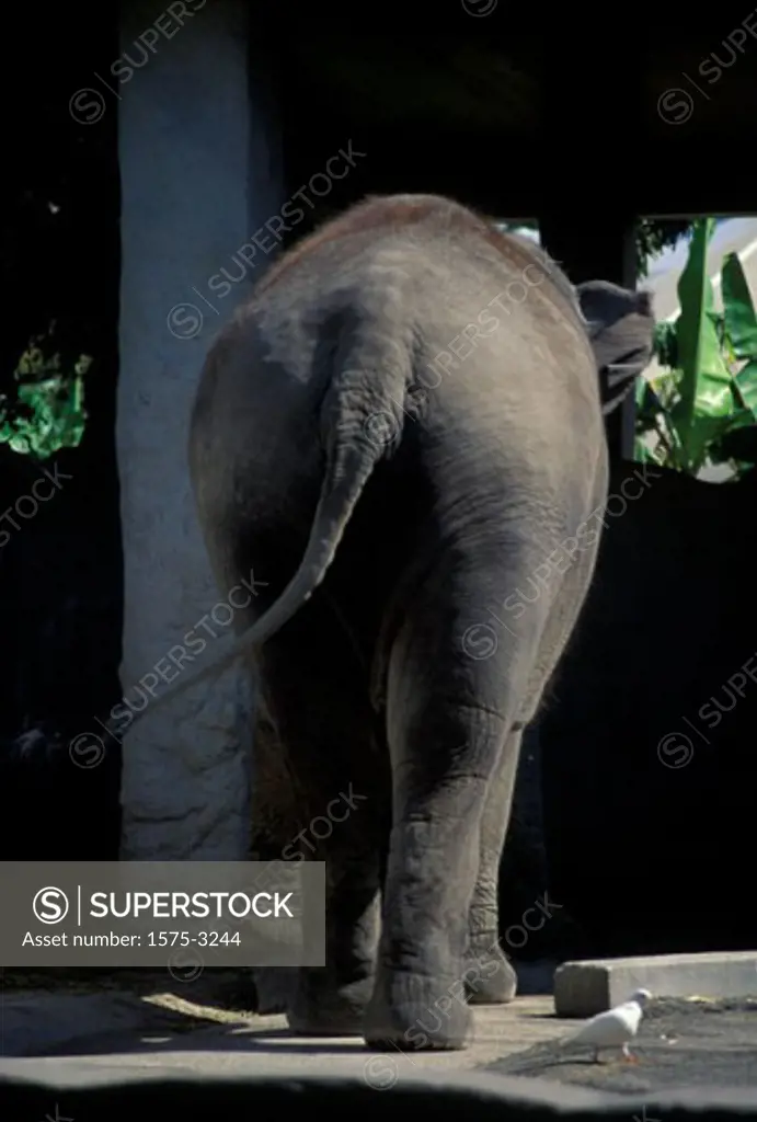 Elephant, backside