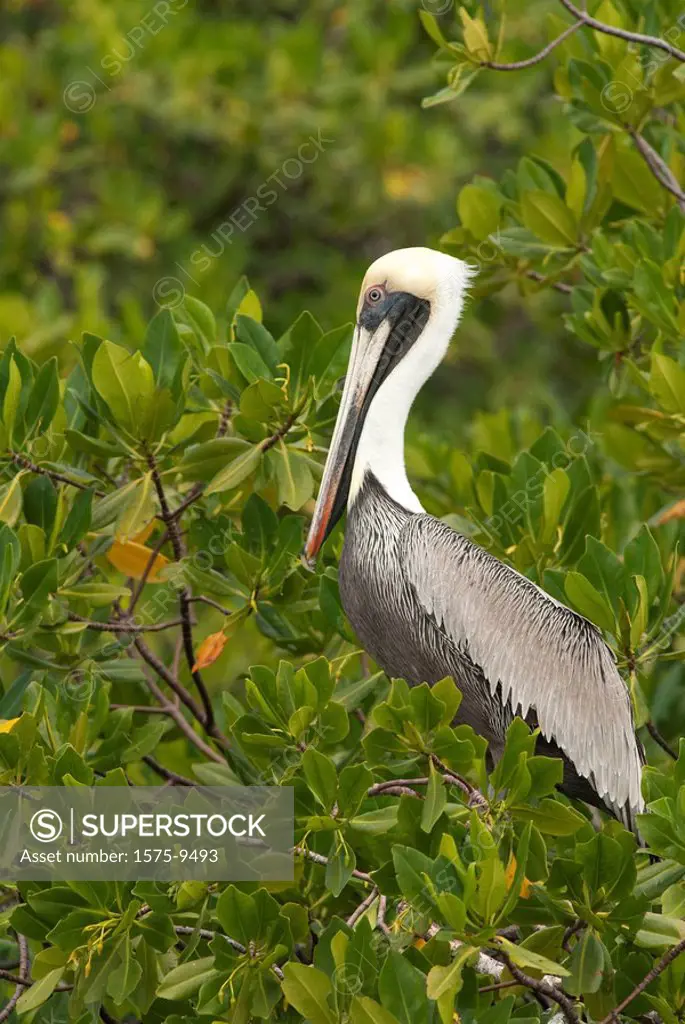 Brown Pelican, Osa Peninsula, Costa Rica, Central America