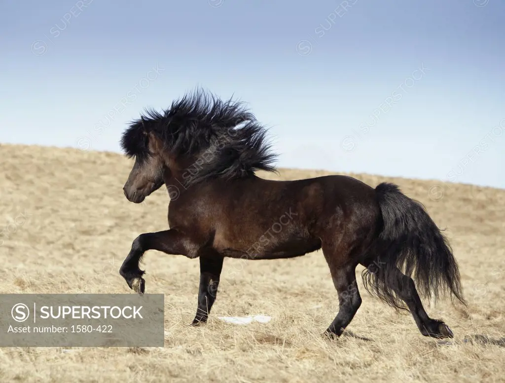 Side profile of an Icelandic horse running in a field, Iceland (Equus caballus)