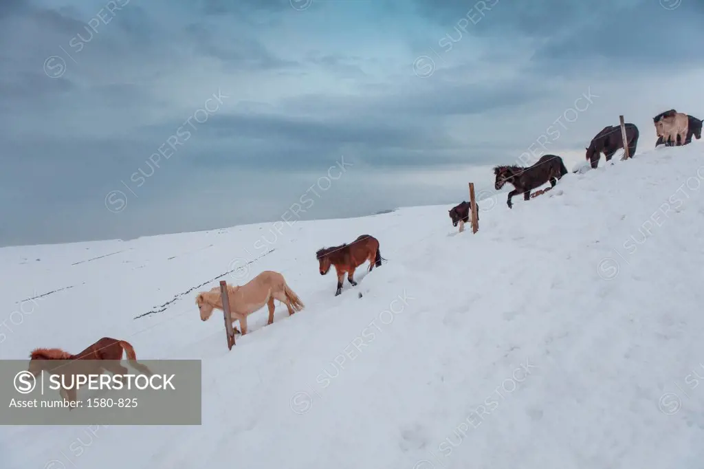 Iceland, Skagafjordur, Herd of Icelandic Horses