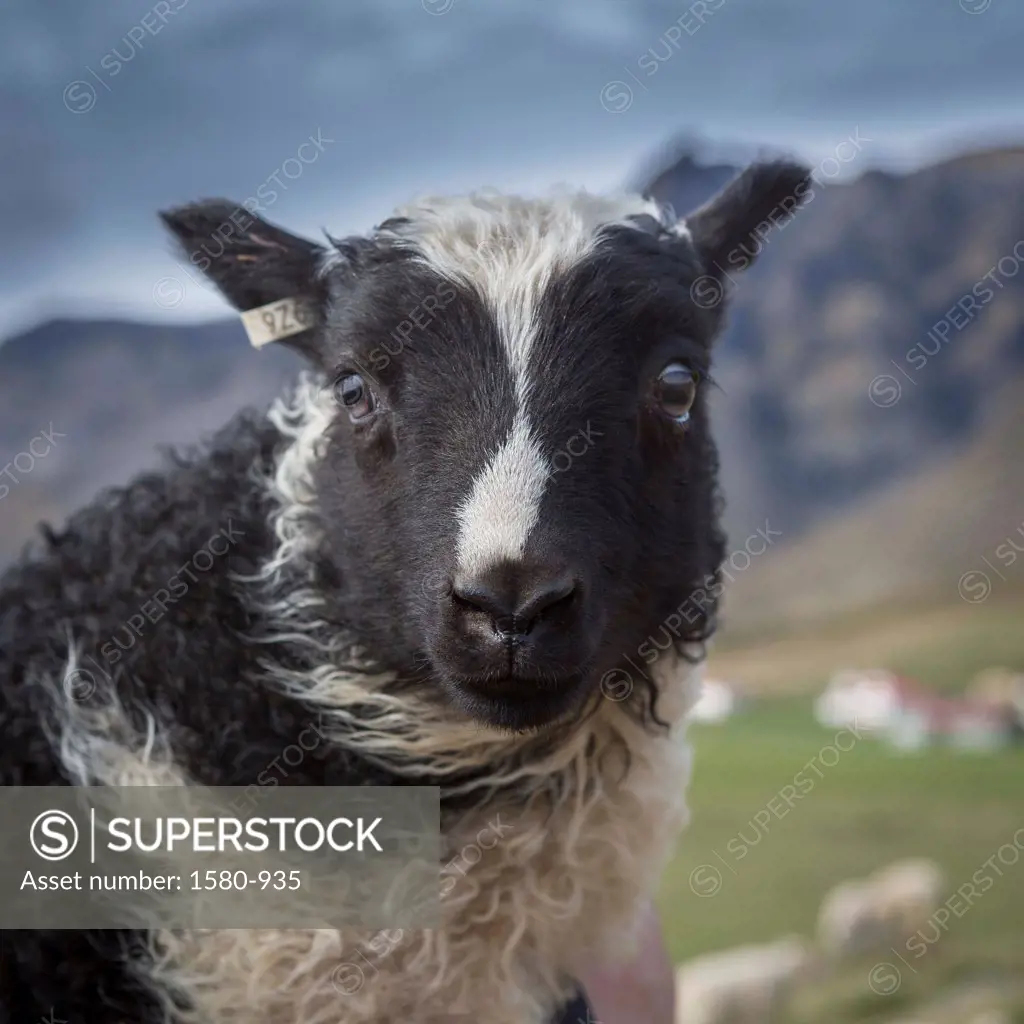 Iceland, Portrait of black and white lamb