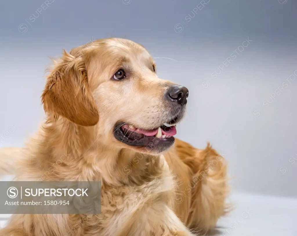 Portrait of young Golden Retriever