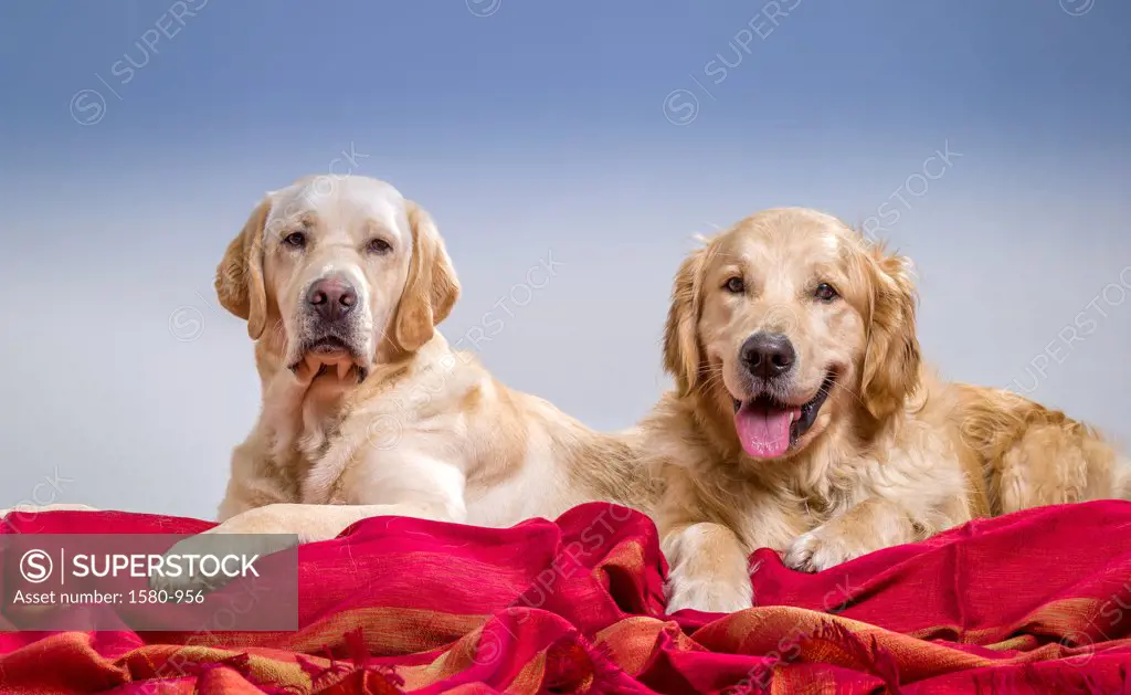 Portrait of Golden Retriever and Yellow Labrador Retriever