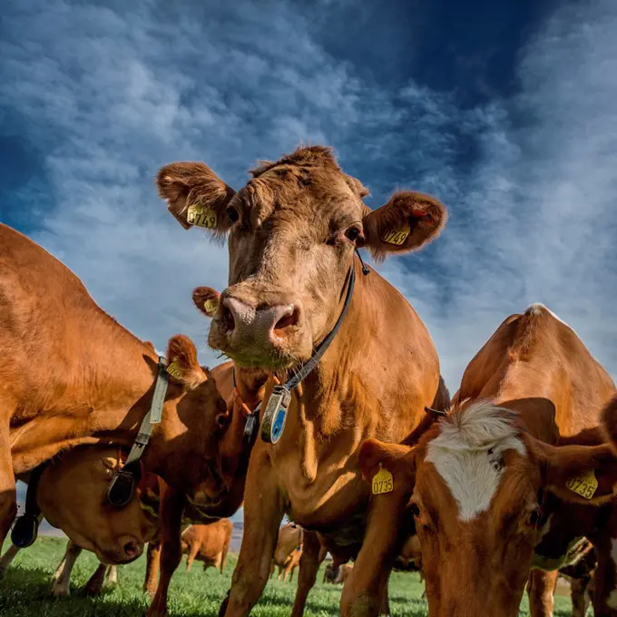 Iceland, Eyjafjordur, Dairy cows with electronic collars