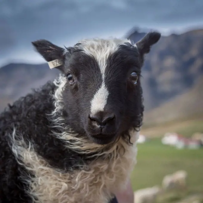 Iceland, Portrait of black and white lamb