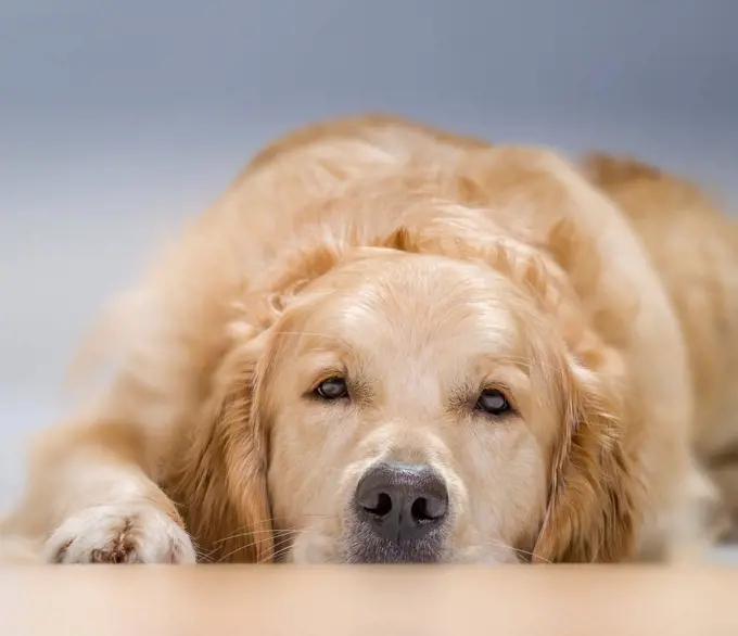 Young Golden Retriever lying down