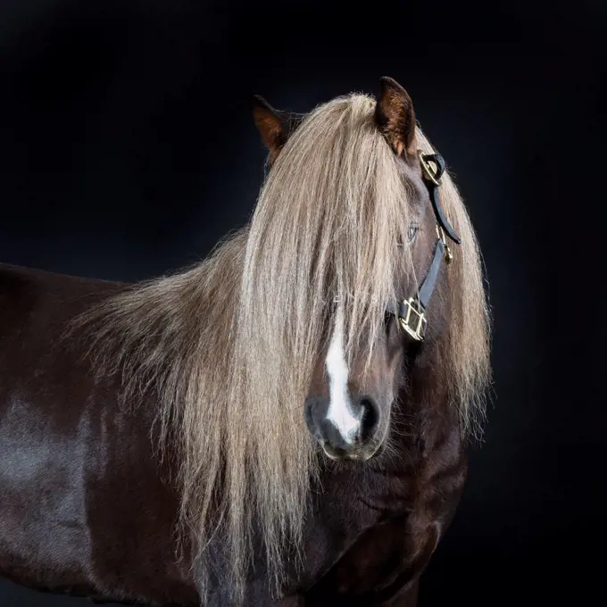 Portrait of Icelandic Horse