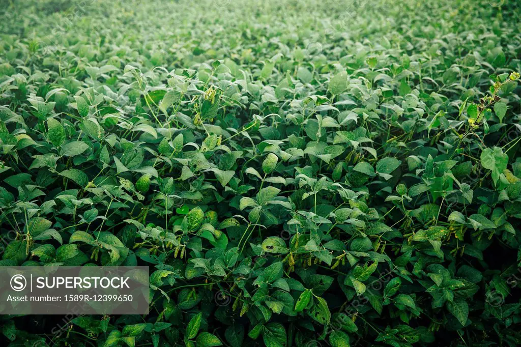 High angle view of plants growing in field