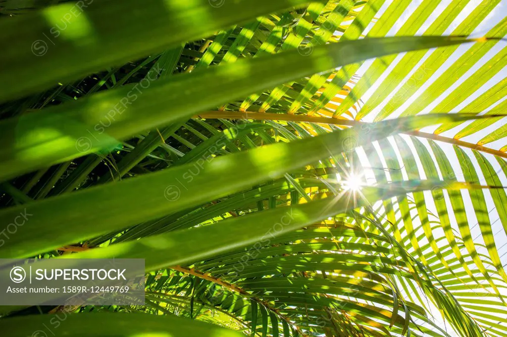 Low angle view of sun shining through palm fronds