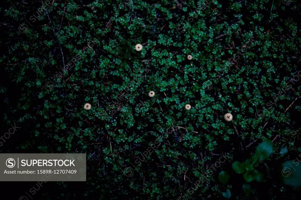 Close up of moss growing in dark forest