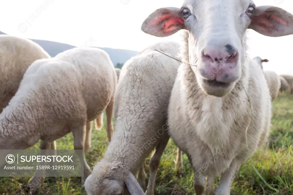 Flock of sheep grazing in field