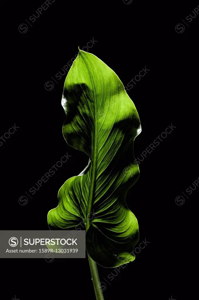 Backlit green leaf on black background