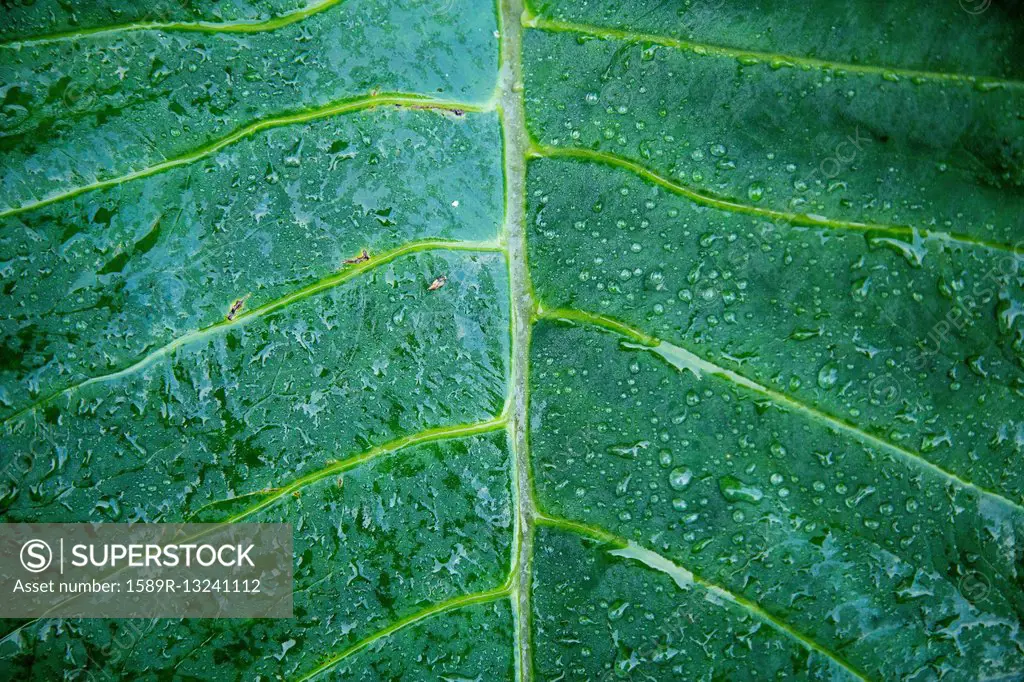 Close up of dewdrops on leaf