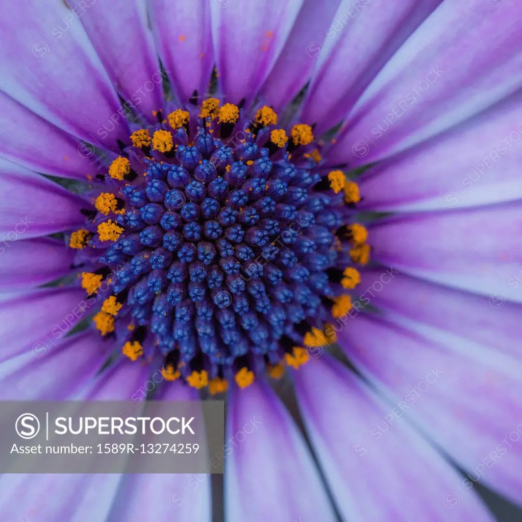 Close up of blooming flower