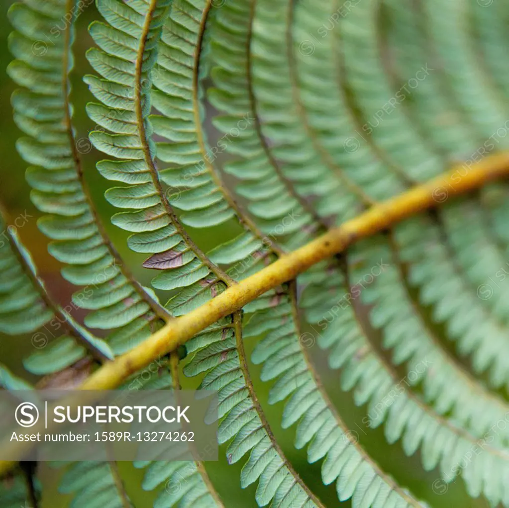 Close up of leaves growing on plant