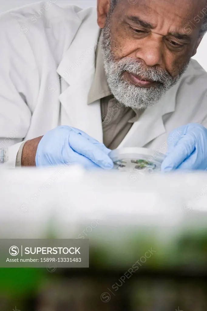 African American scientist working in laboratory