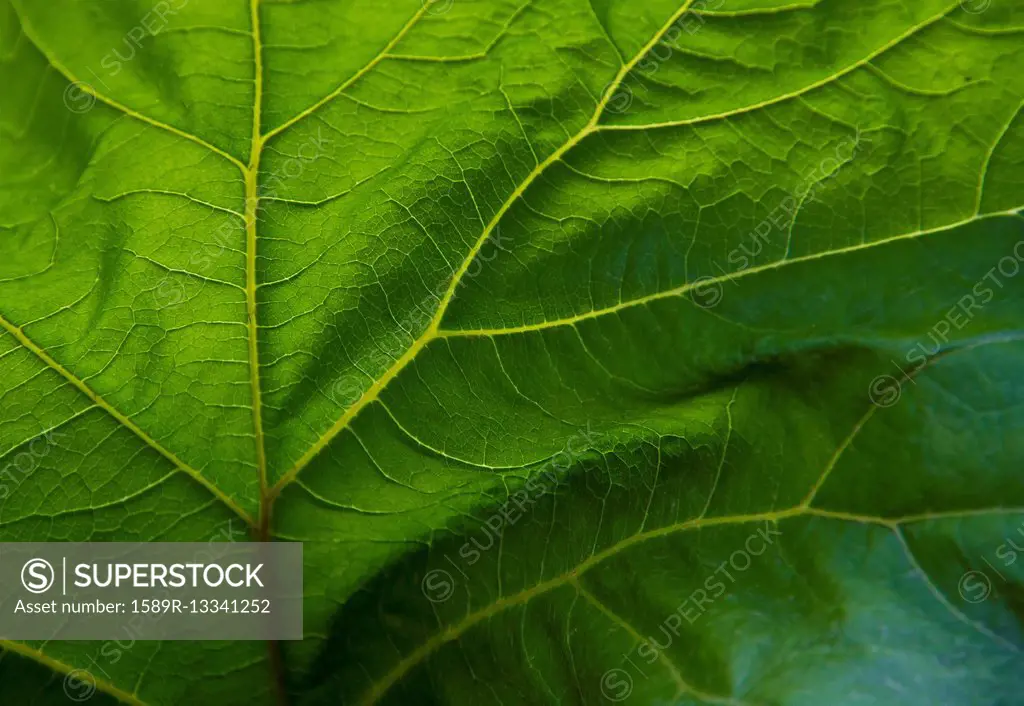 Close up of veins in green leaf