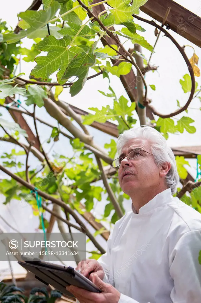 Hispanic scientist examining plants in greenhouse