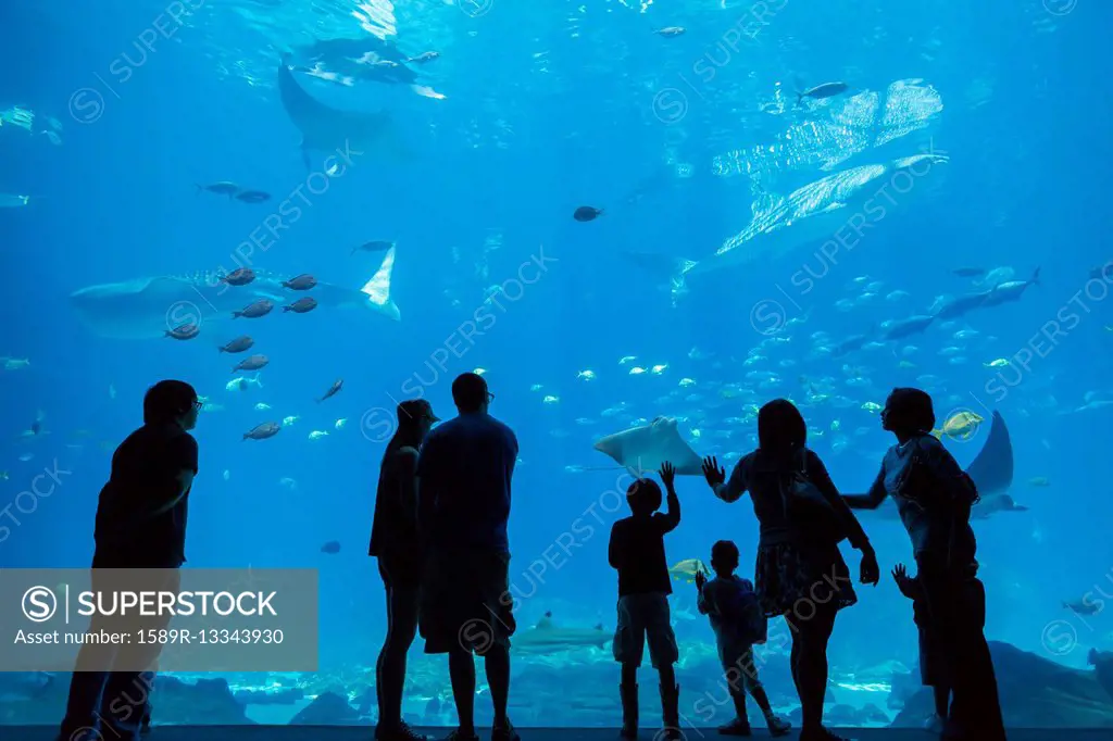 People admiring fish in aquarium