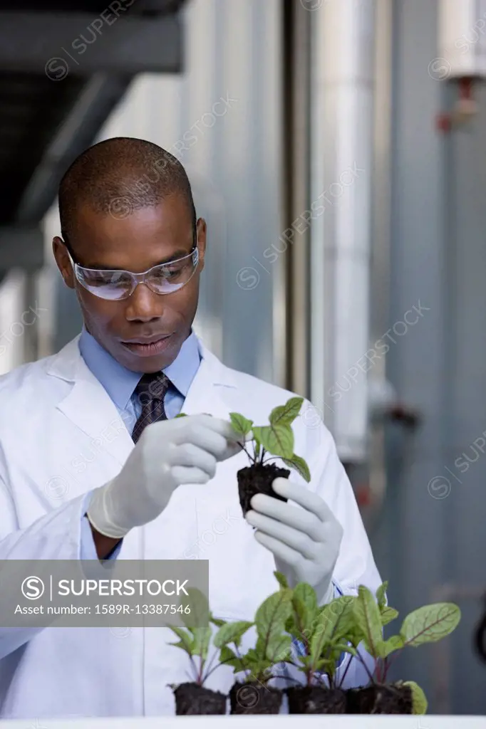 African scientist examining seedlings in factory