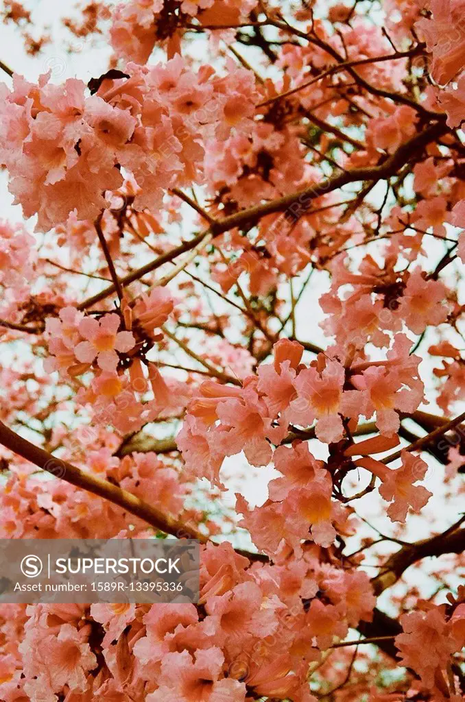 Low angle view of flowering cherry tree