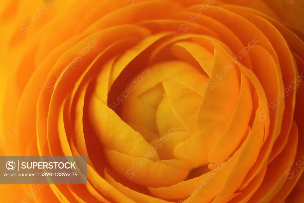 Close up of orange flower petals