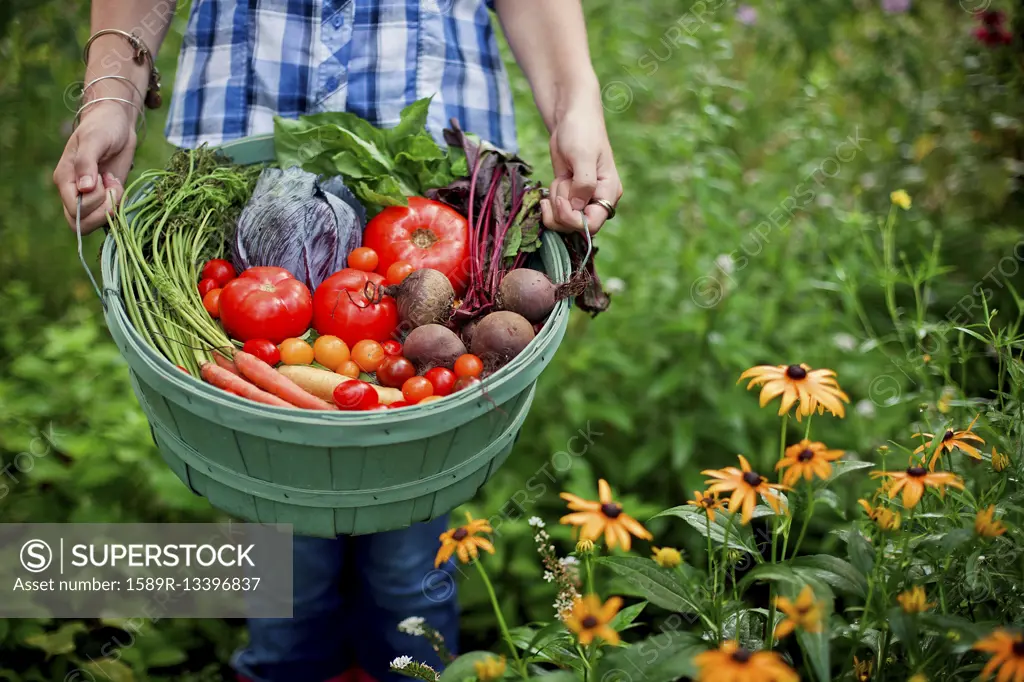 Gardener picking vegetables in garden