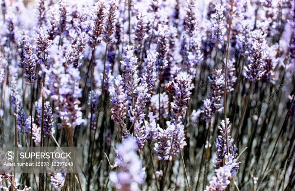 Close up of lavender flowers