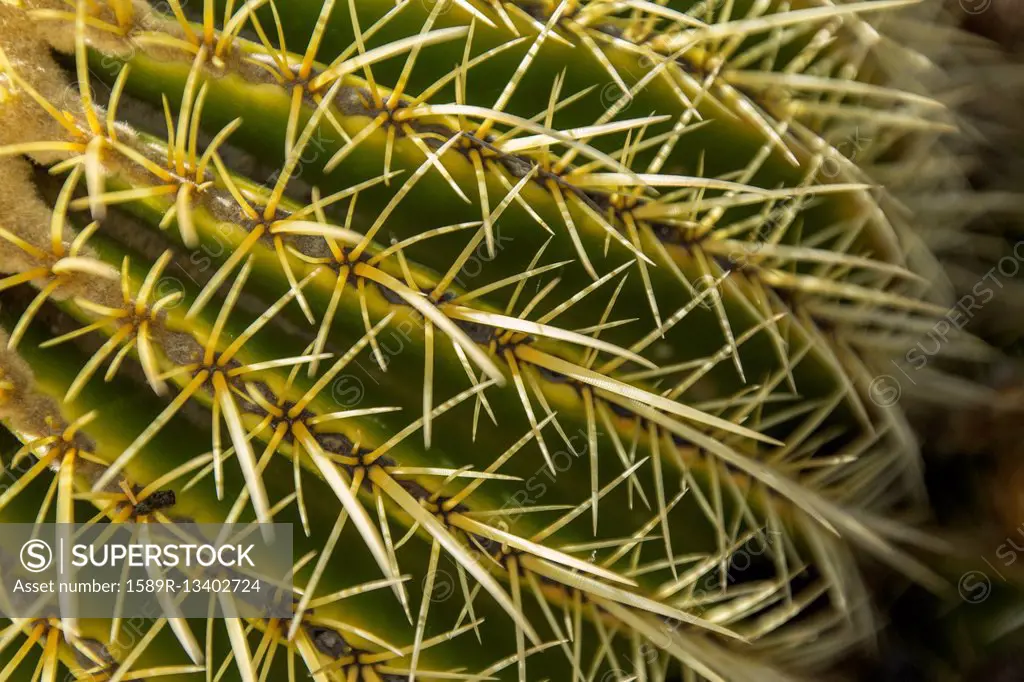 Close up of cactus needles