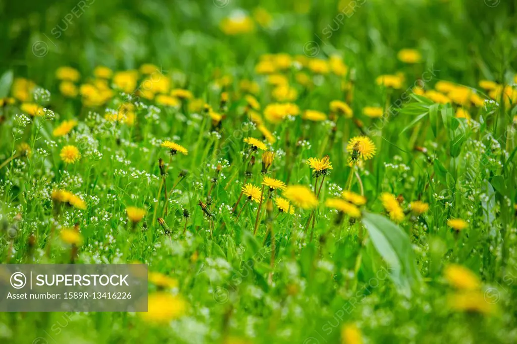 Dandelions in field