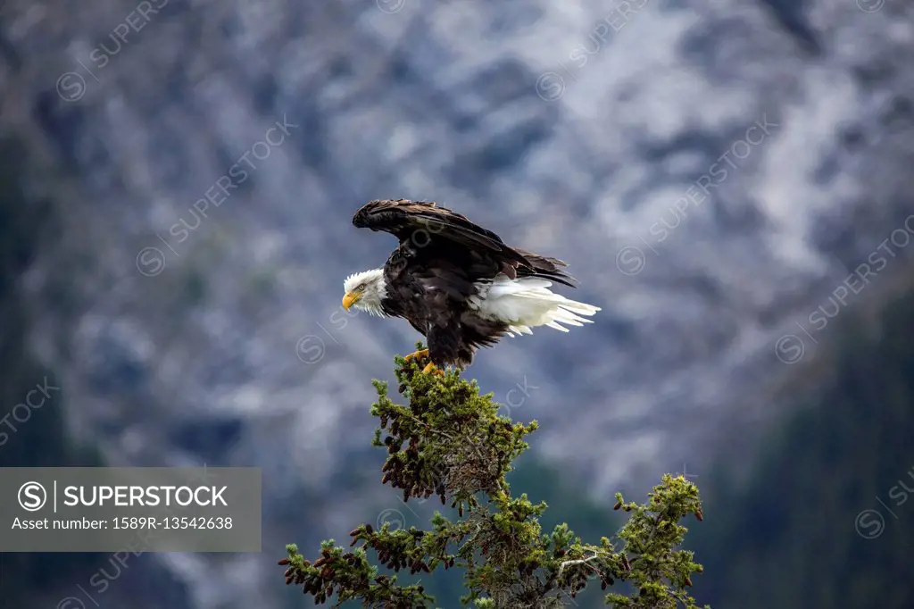 Bald eagle spreading wings on tree branch
