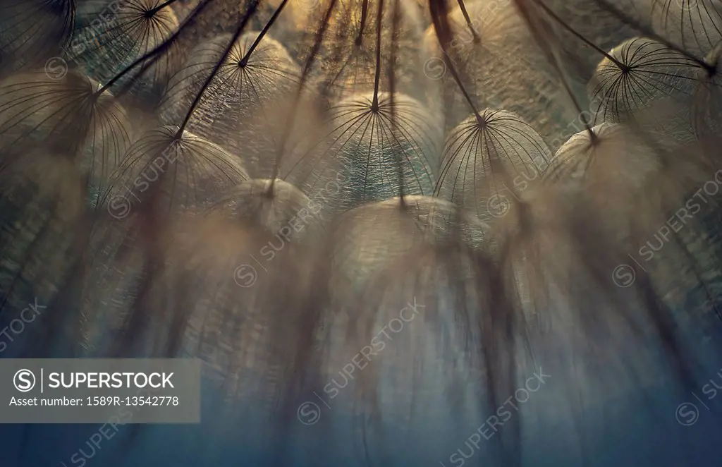 Close up of dandelion seeds