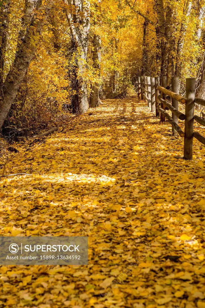 Wooden fence in autumn
