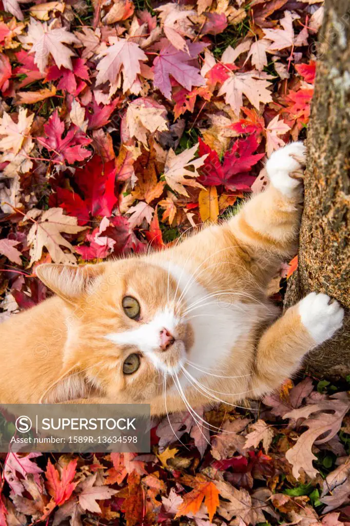 Cat clawing tree in autumn leaves