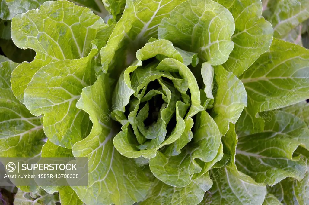 Close up of green lettuce