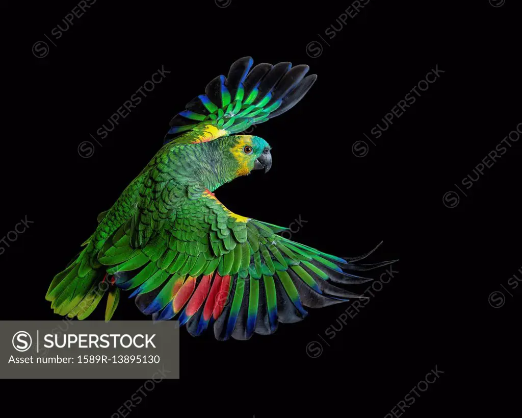 Colorful parrot flying